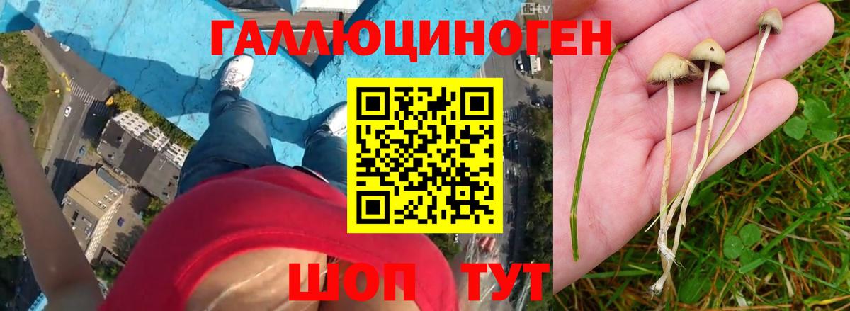 Псилоцибиновые грибы Psilocybine cubensis  Вход с VPN  Отрадное 